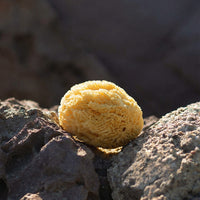 Natural Sea Sponge