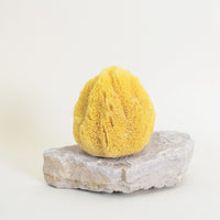 Natural Sea Sponge