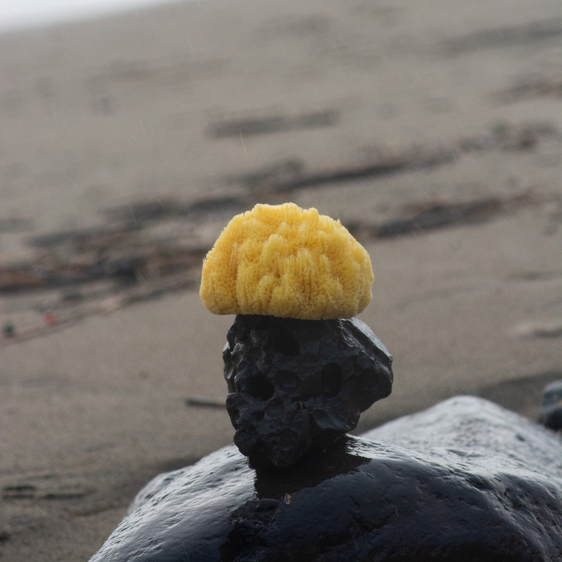 Natural Sea Sponge