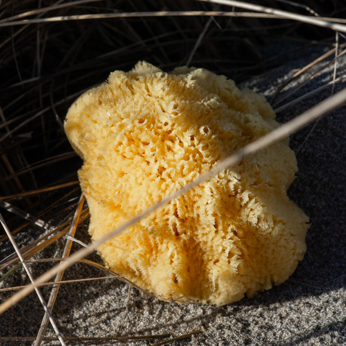 Natural Sea Sponge