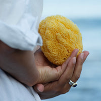 Natural Sea Sponge